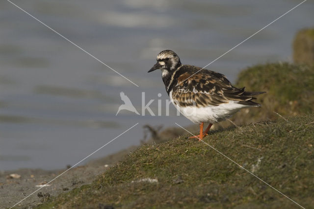 Ruddy Turnstone (Arenaria interpres)