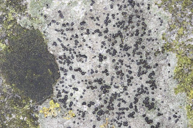 Disk lichen (Lecidella stigmatea)