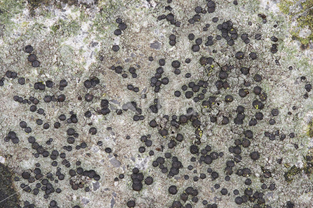 Disk lichen (Lecidella stigmatea)