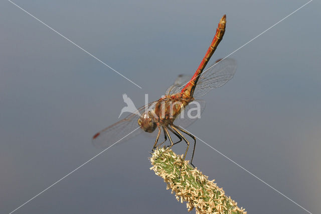 Vagrant Darter (Sympetrum vulgatum)