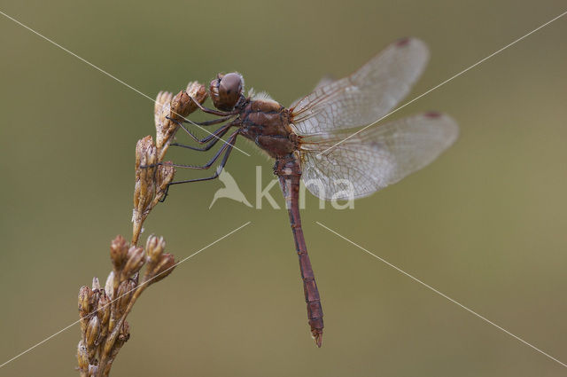 Vagrant Darter (Sympetrum vulgatum)