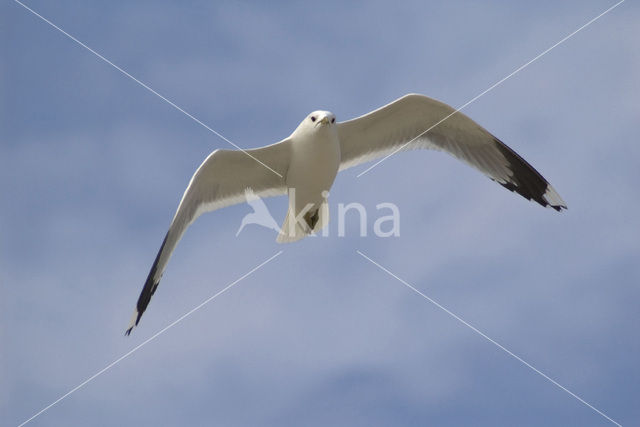 Stormmeeuw (Larus canus)