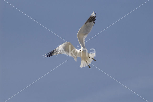 Stormmeeuw (Larus canus)