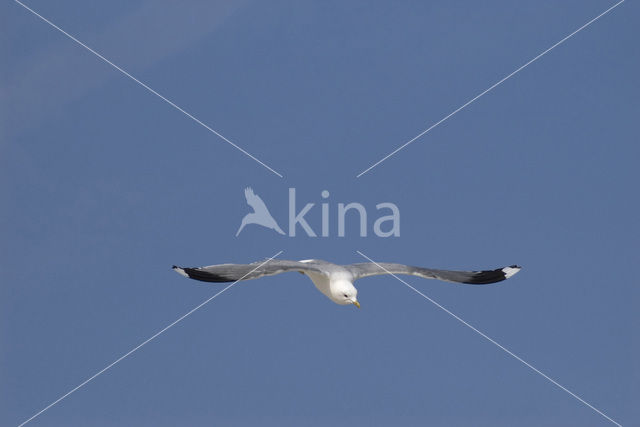 Stormmeeuw (Larus canus)