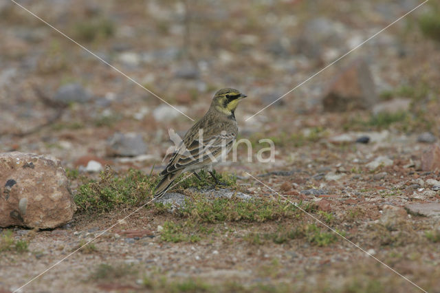 Shore Lark (Eremophila alpestris )