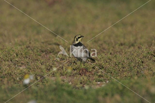 Shore Lark (Eremophila alpestris )