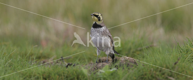 Shore Lark (Eremophila alpestris )