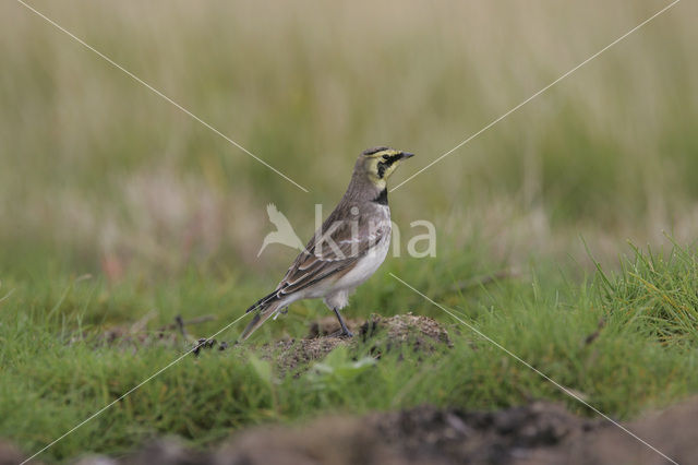 Shore Lark (Eremophila alpestris )