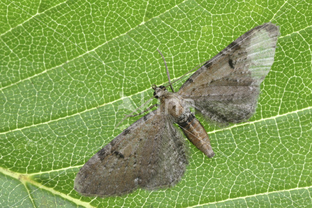 Struikheidedwergspanner (Eupithecia goossensiata)