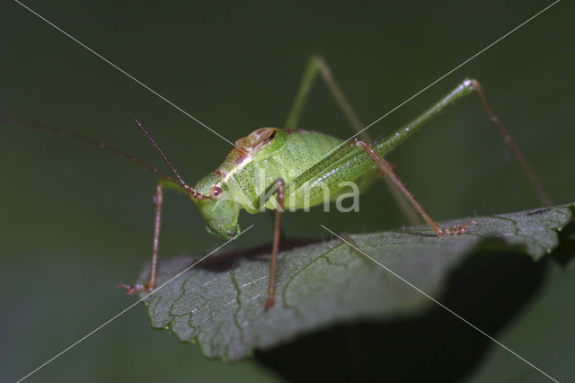 Struiksprinkhaan (Leptophyes punctatissima)