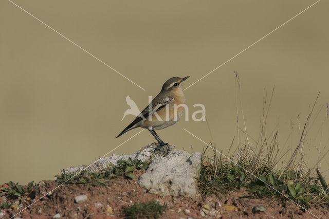 Tapuit (Oenanthe oenanthe)