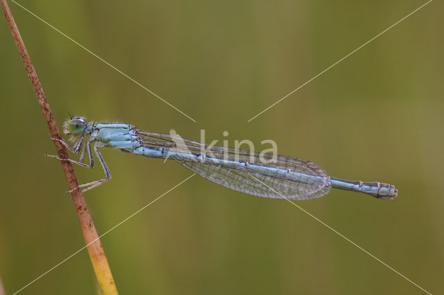 Scarce Blue-tailed Damselfly (Ischnura pumilio)