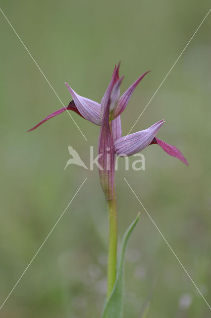 Tongue orchid (Serapias gregaria)