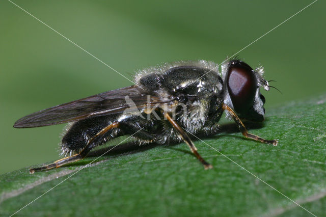 Tuingitje (Cheilosia caerulescens)