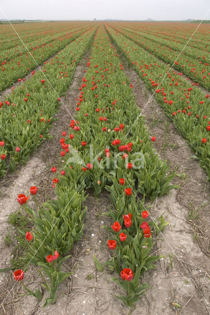 Tulip (Tulipa)