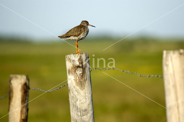 Common Redshank (Tringa totanus)