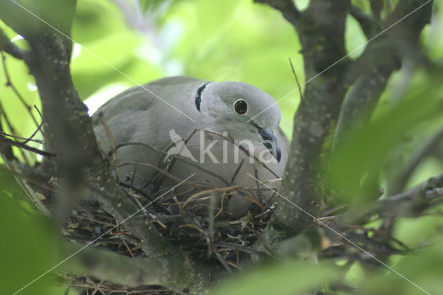 Collared Turtle Dove (Streptopelia decaocto)