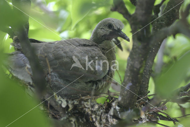 Collared Turtle Dove (Streptopelia decaocto)