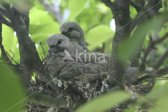 Collared Turtle Dove (Streptopelia decaocto)