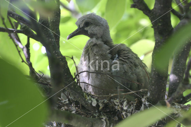 Collared Turtle Dove (Streptopelia decaocto)