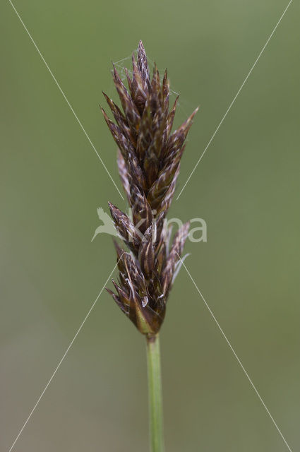 Tweerijige zegge (Carex disticha)