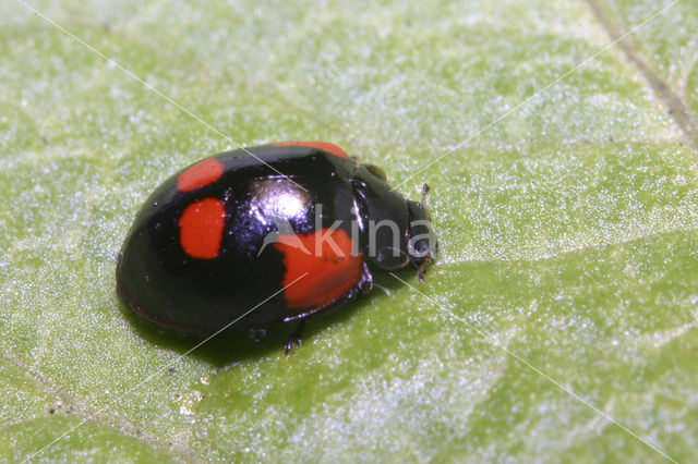 2 spot Ladybird