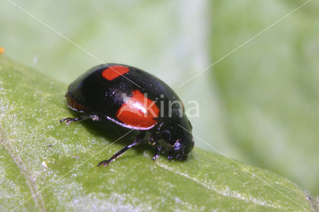 2 spot Ladybird