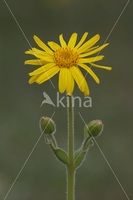 Arnica (Arnica montana)