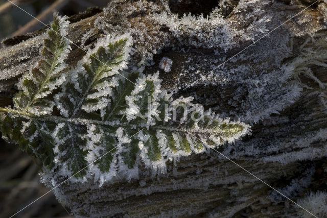 Fern