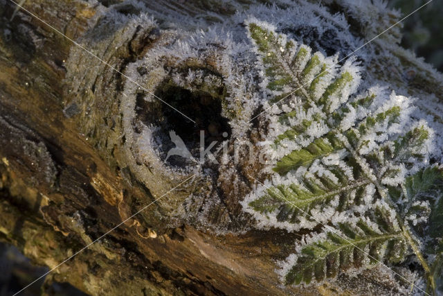 Fern