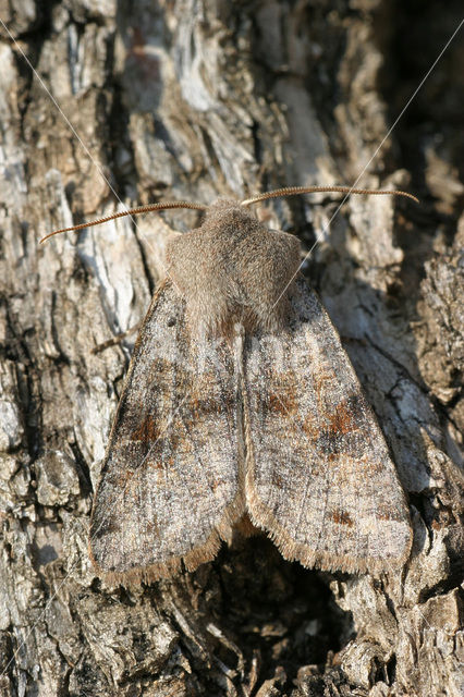 Clouded Drab (Orthosia incerta)