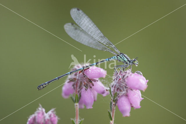 Variable Damselfly (Coenagrion pulchellum)