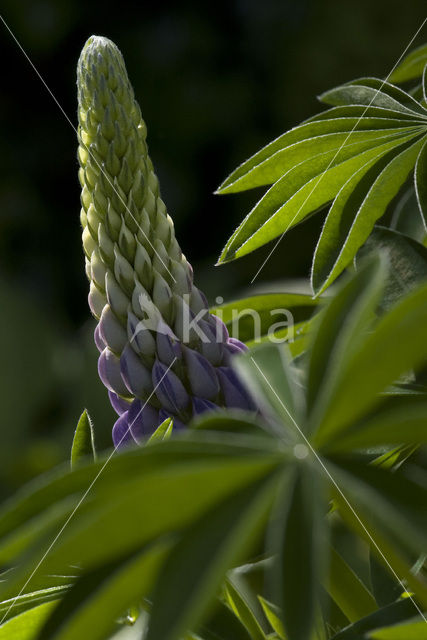 Vaste lupine (Lupinus polyphyllus)