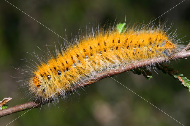 Grass Eggar (Lasiocampa trifolii)