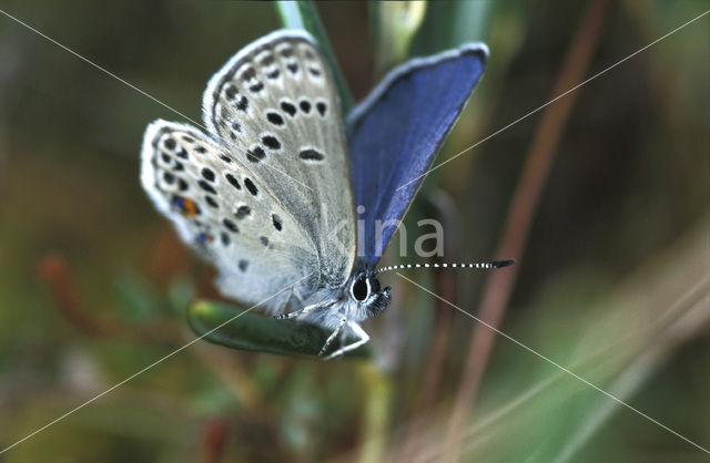 Veenbesblauwtje (Plebejus optilete)