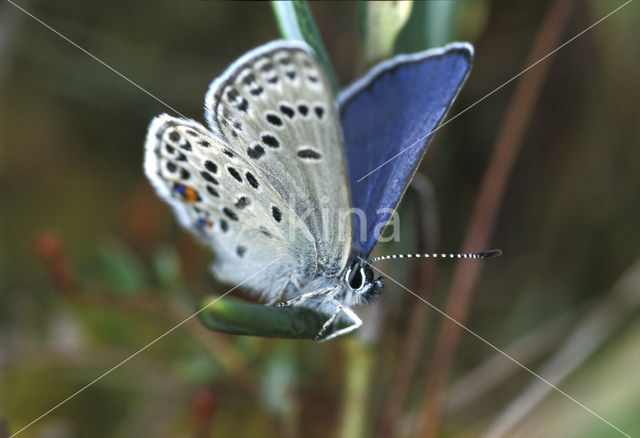 Cranberry Blue (Plebejus optilete)