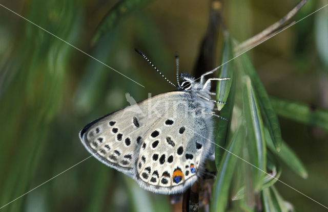 Cranberry Blue (Plebejus optilete)