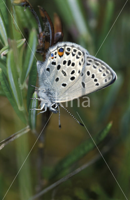 Cranberry Blue (Plebejus optilete)