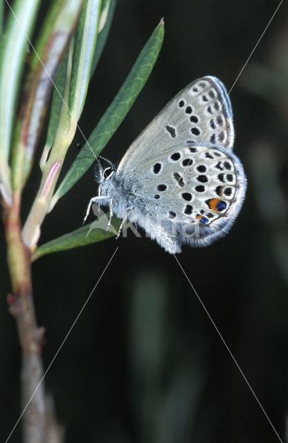 Veenbesblauwtje (Plebejus optilete)