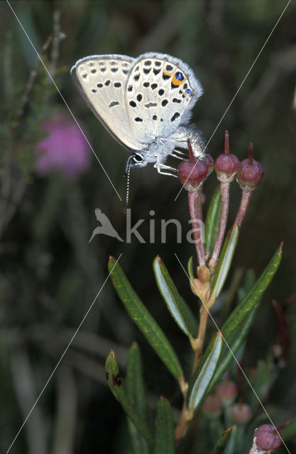 Veenbesblauwtje (Plebejus optilete)