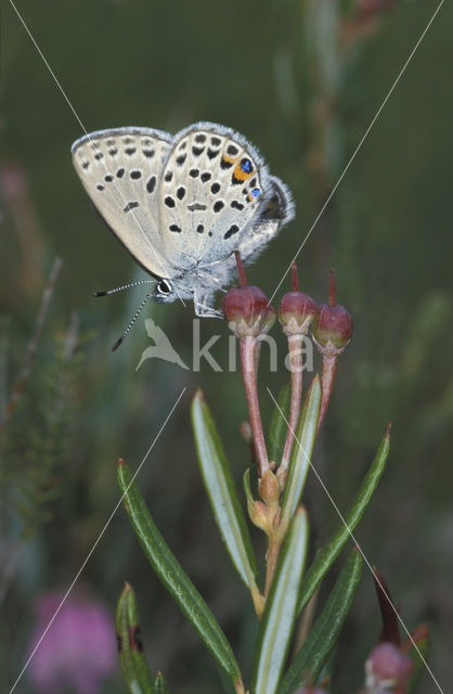 Veenbesblauwtje (Plebejus optilete)