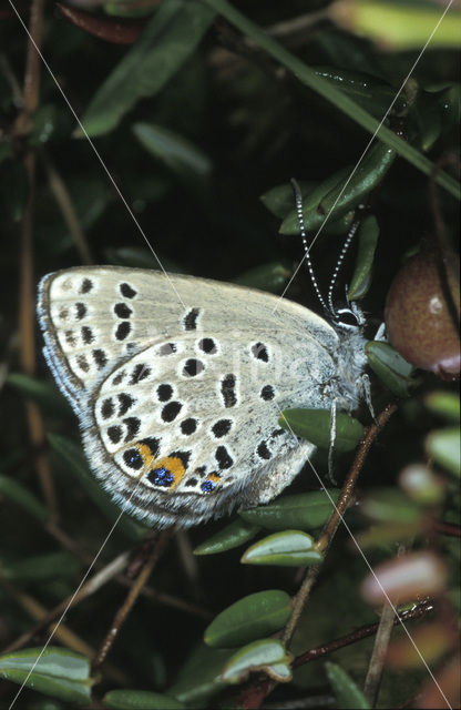 Cranberry Blue (Plebejus optilete)