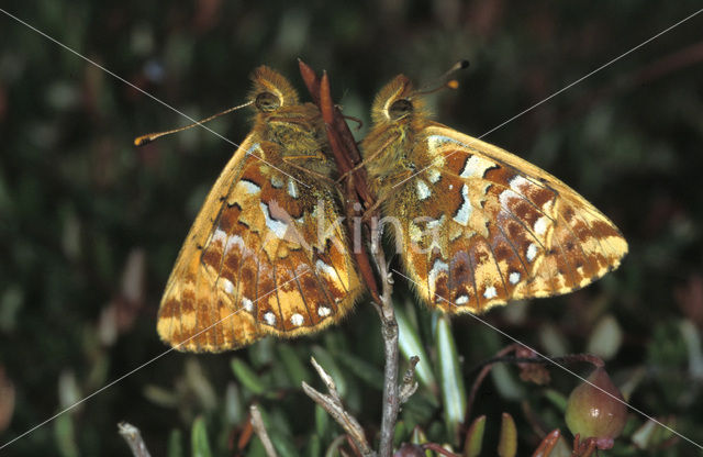 Veenbesparelmoervlinder (Boloria aquilonaris)
