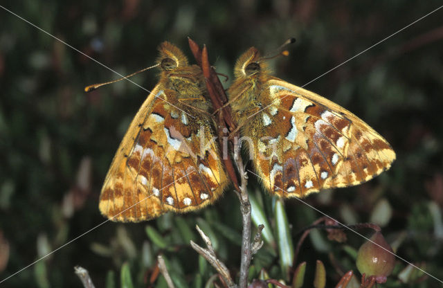 Veenbesparelmoervlinder (Boloria aquilonaris)