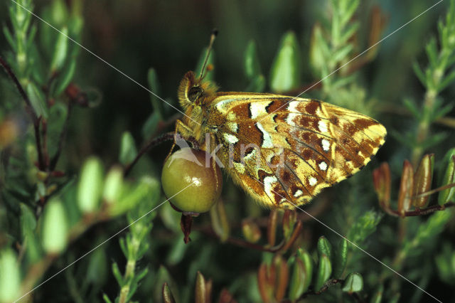 Cranberry Fritillary (Boloria aquilonaris)