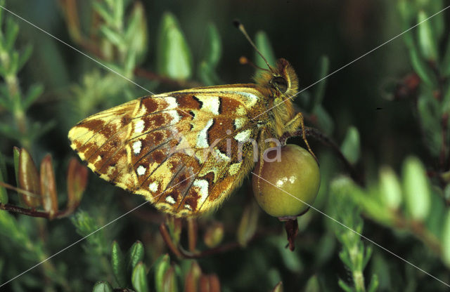 Veenbesparelmoervlinder (Boloria aquilonaris)