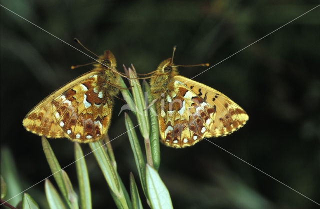 Cranberry Fritillary (Boloria aquilonaris)