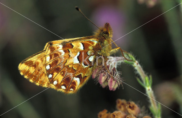 Veenbesparelmoervlinder (Boloria aquilonaris)