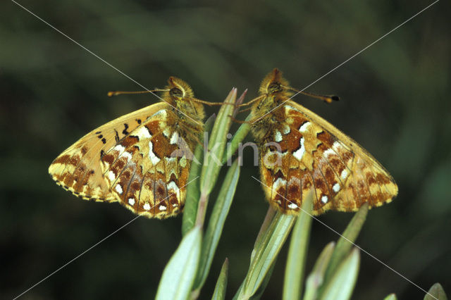 Cranberry Fritillary (Boloria aquilonaris)