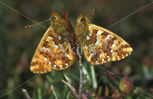 Veenbesparelmoervlinder (Boloria aquilonaris)